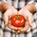 Mutti Passata Gastronomia Baby Plum Tomatoes Pack of 6x400g